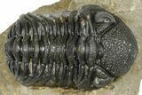 Detailed Phacopid (Morocops) Trilobite - Foum Zguid, Morocco #363152-1